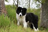 BORDER COLLIE 891